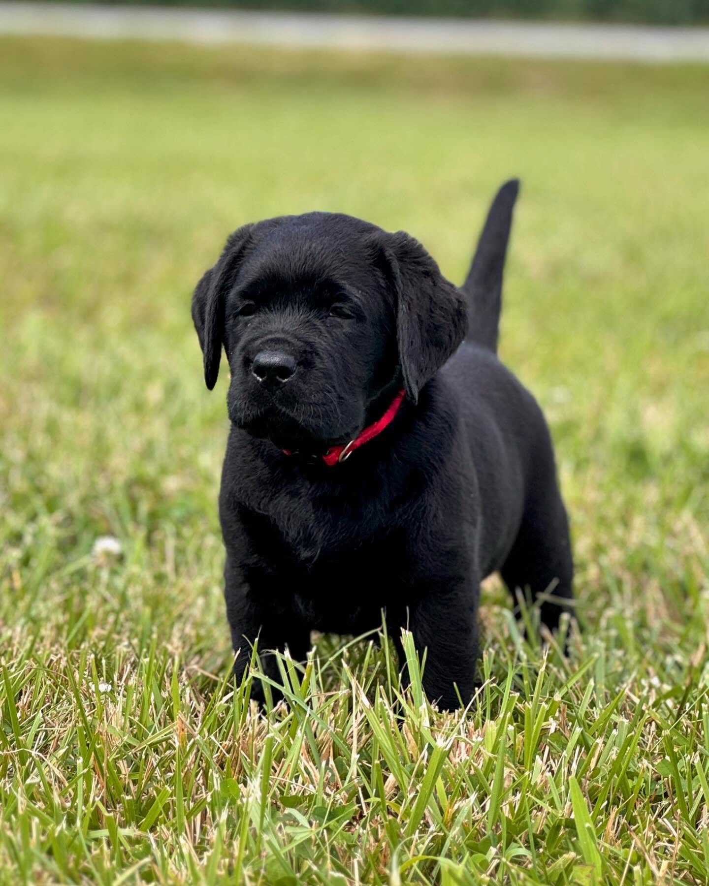 bigcreeklabradors_1723322421_3431799663610226071_22592010901
