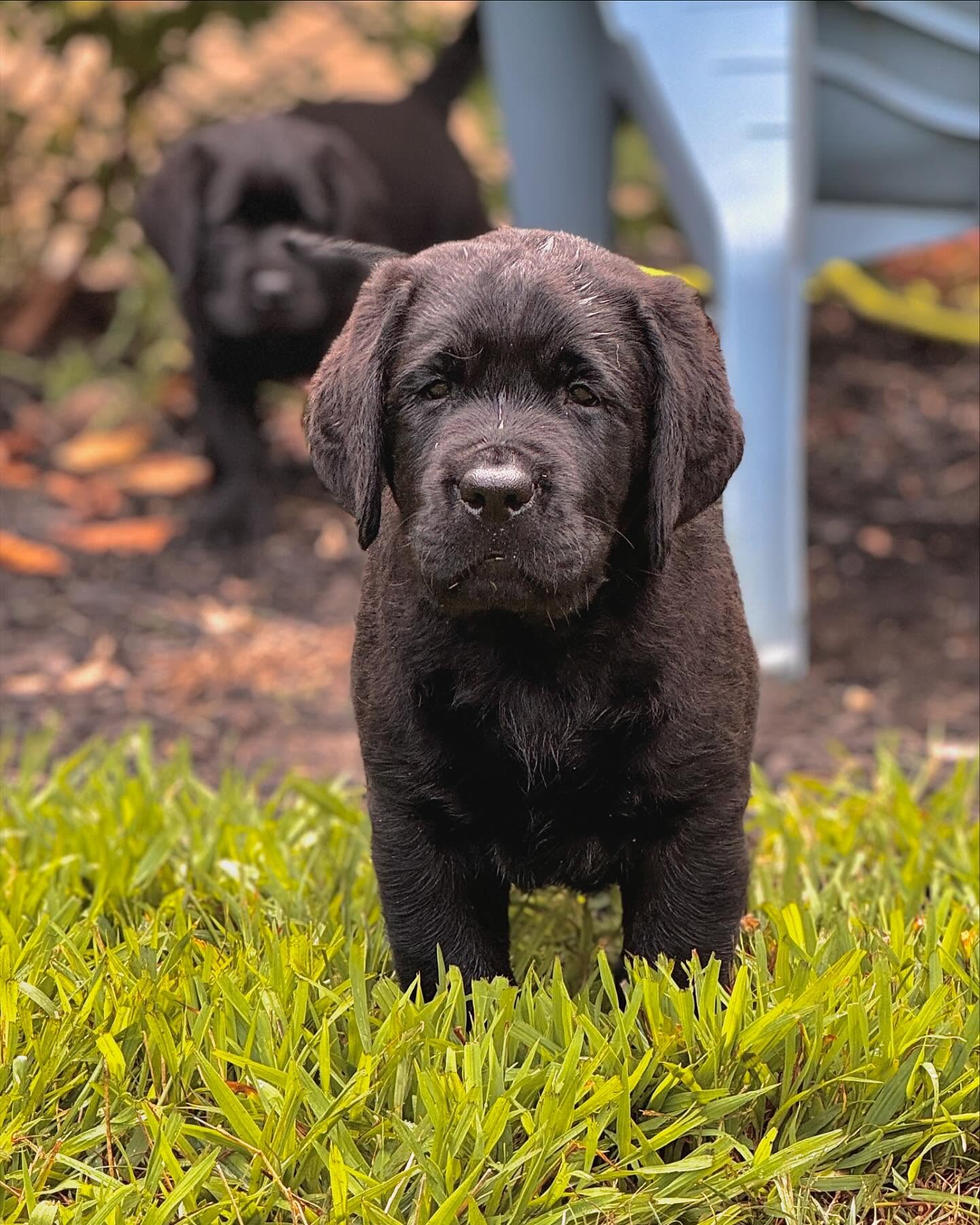bigcreeklabradors_1724026173_3437703166612903317_22592010901