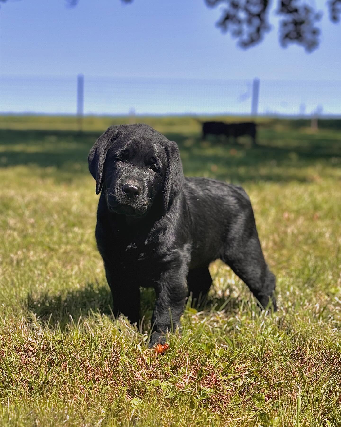 bigcreeklabradors_1725909138_3453498615946533433_22592010901