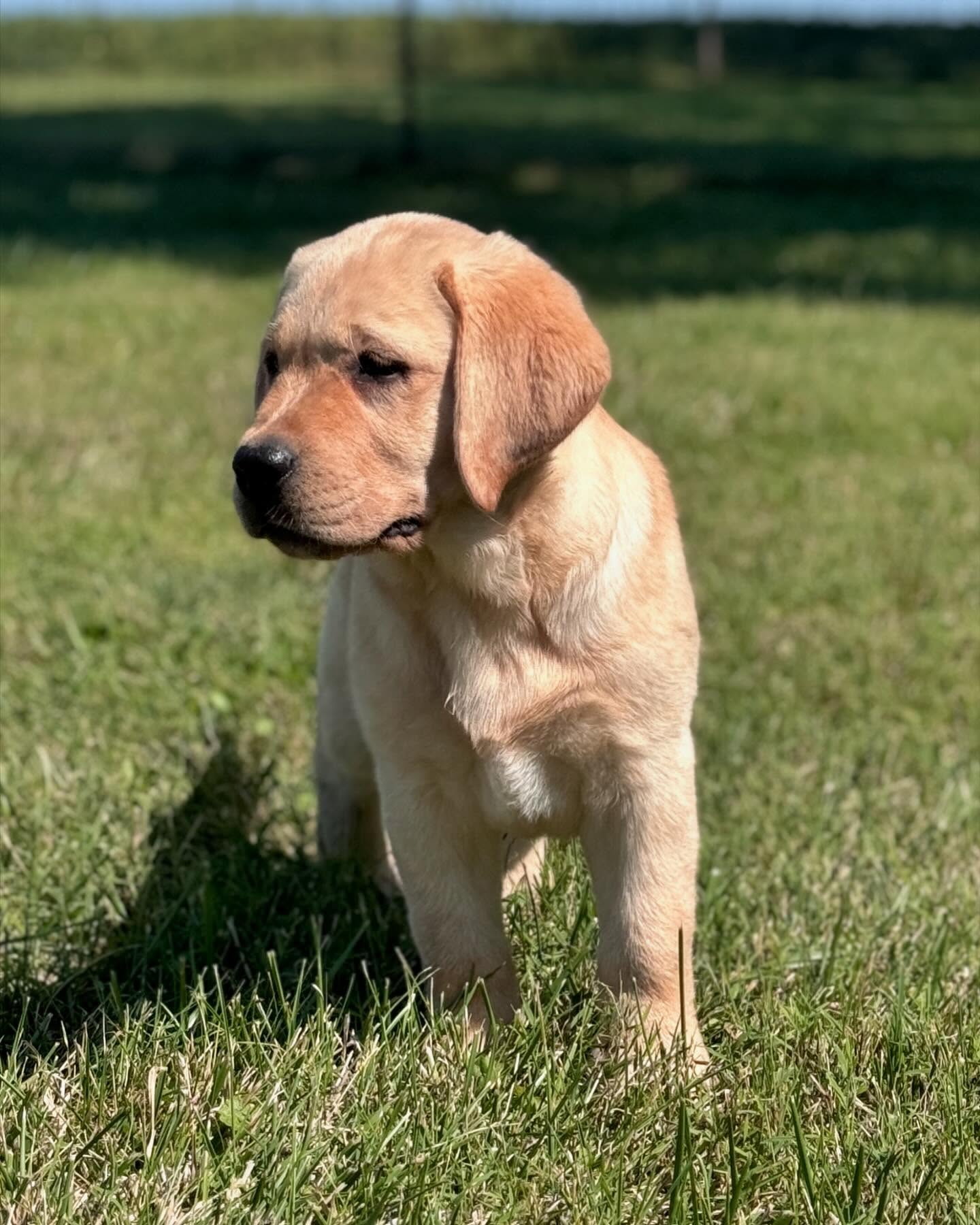 bigcreeklabradors_1725909764_3453503873531578205_22592010901